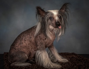 Hairless CHinese Crested Senior Dog Pet Photography Portrait