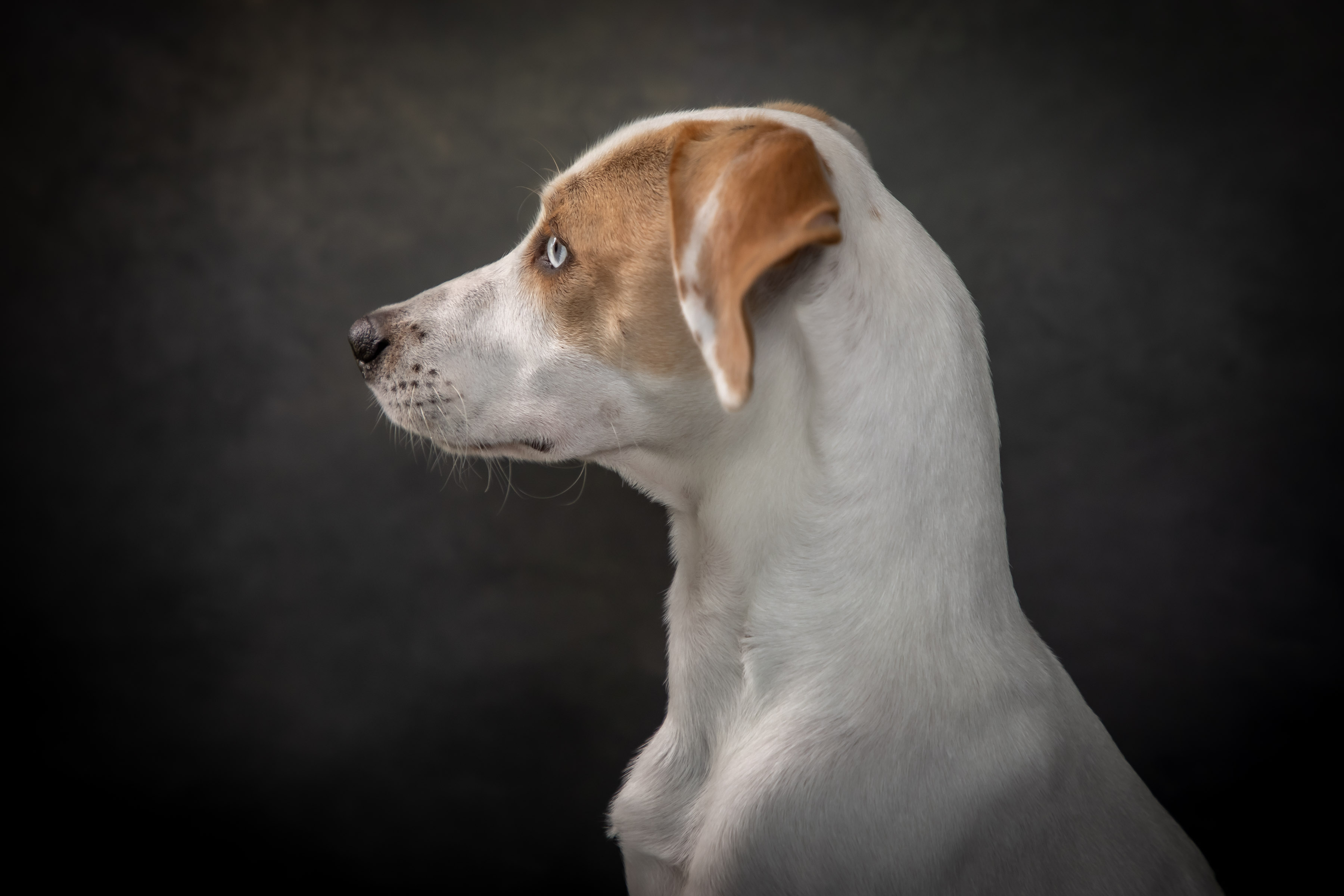 Hound Mix Pet Portraits Pet Photography